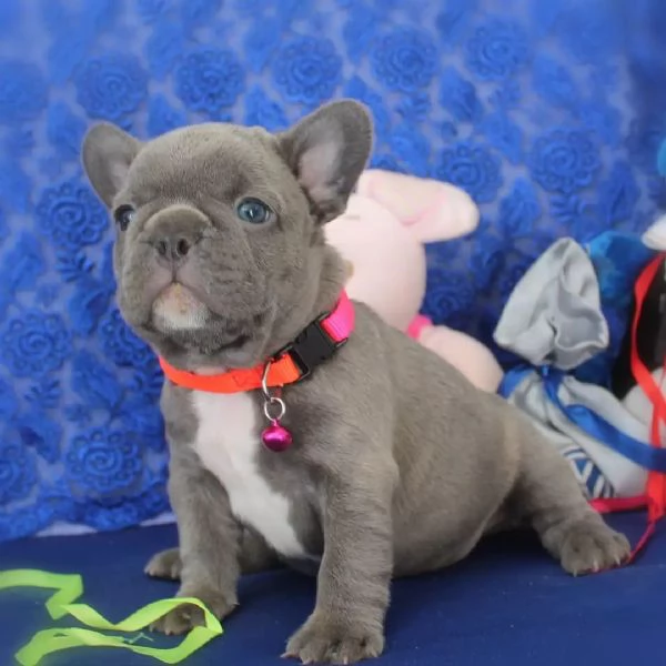 Cuccioli di bouledogue francese