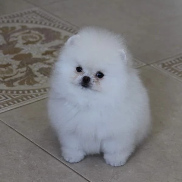 cuccioli di pomerania in adozione