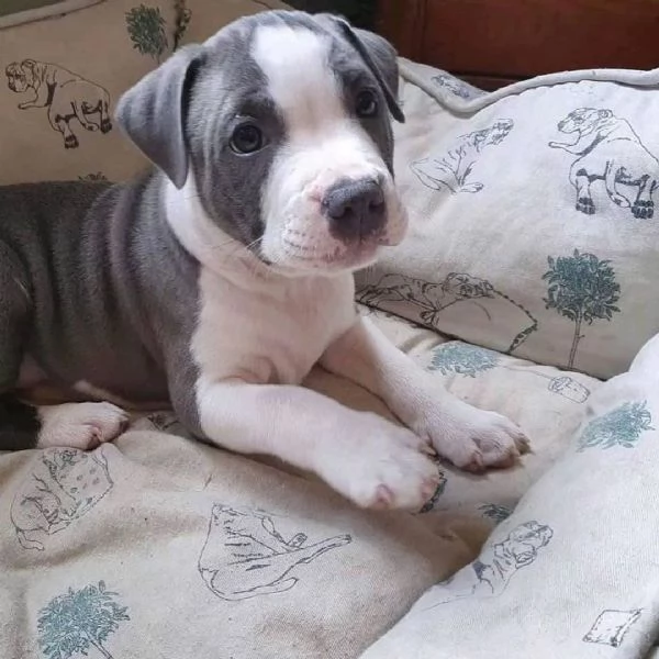 cuccioli di pitbull in adozione,  | Foto 0