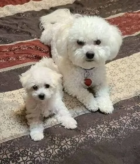 2 Cuccioli di maltese di razza maschi e femmine sani, disponibili 