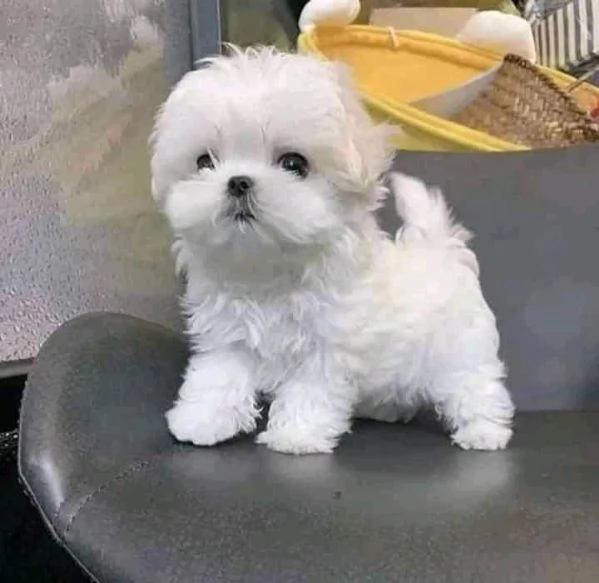 Cuccioli di maltese di razza maschi e femmine 