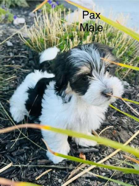 Havanese cuccioli | Foto 1