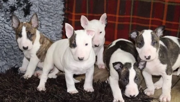 bull terrier cuccioli | Foto 0