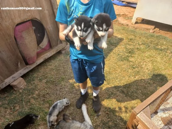 Cuccioli di husky