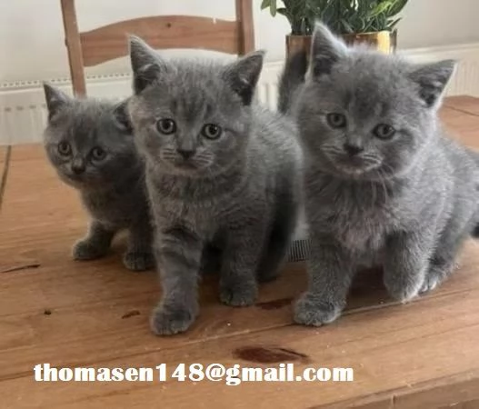 Cuccioli di british shorthair