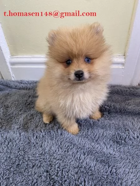 Vendo cuccioli di Pomerania.