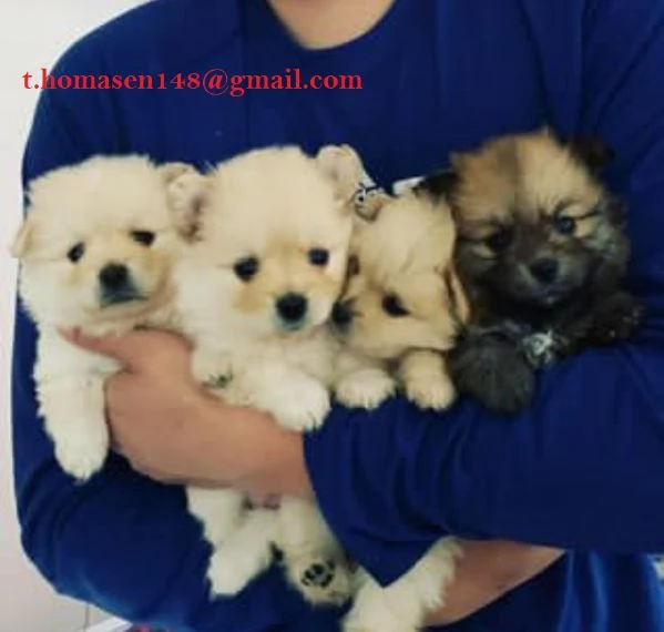 Cuccioli di Pomerania