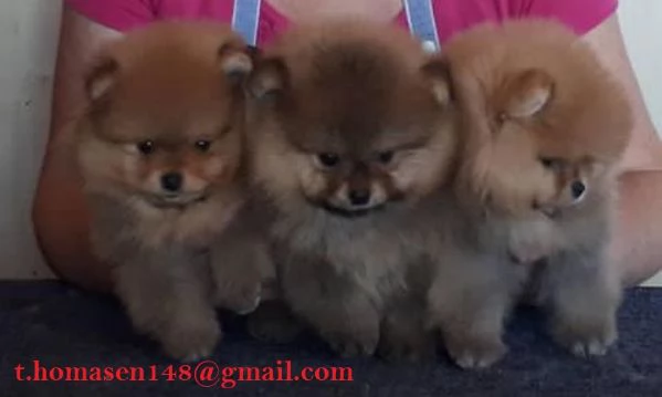 Cuccioli della Pomerania