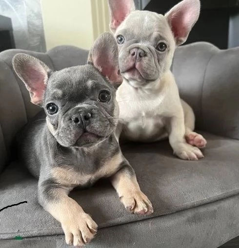 Cuccioli di bulldog francese affascinanti | Foto 0