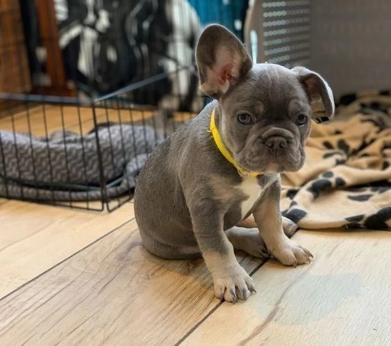 Cuccioli di bulldog francese affascinanti