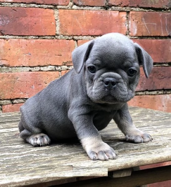 Dolci cuccioli di bulldog francese pronti ora