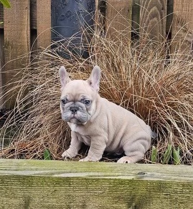 Dolci cuccioli di bulldog francese pronti ora | Foto 0