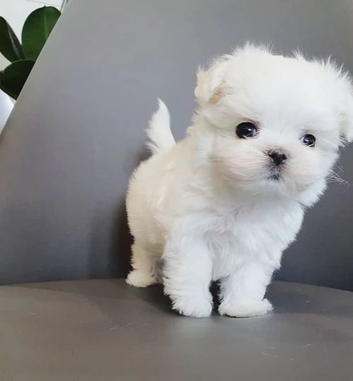 Cuccioli di maltese Teacup in regalo