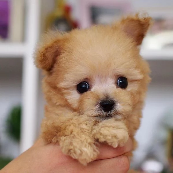 Cuccioli di barboncino in vendita