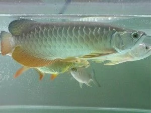 Arowana, Disco, Flowerhorn, Koi e Saratogas disponibili