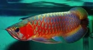 Pesci Arowana tropicali sani per acquario in vendita