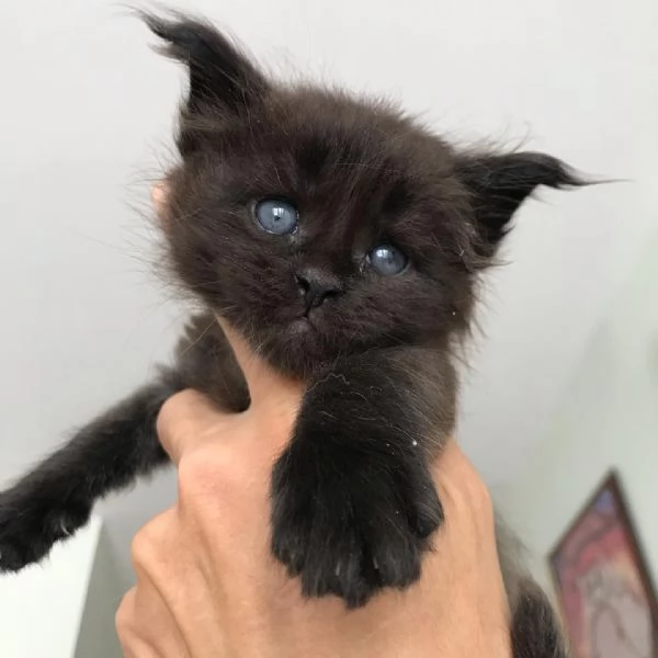 Disponibili bellissimi gatti Mainecoon