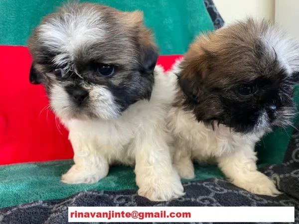 Cuccioli di Shihtzu