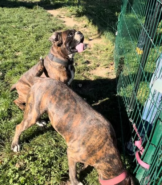 Cercasi nuova casa per due splendidi boxer tigrati!