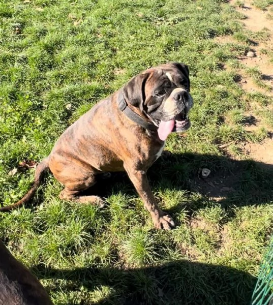 Cercasi nuova casa per due splendidi boxer tigrati! | Foto 3