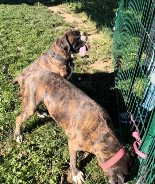 Cercasi nuova casa per due splendidi boxer tigrati! | Foto 2