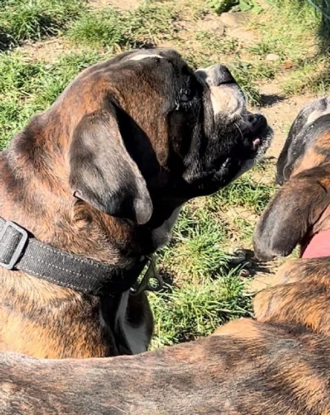 Cercasi nuova casa per due splendidi boxer tigrati! | Foto 0