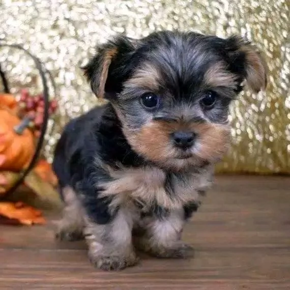 Cuccioli di Yorkie di razza pura maschi e femmine sani disponibili per l'adozione