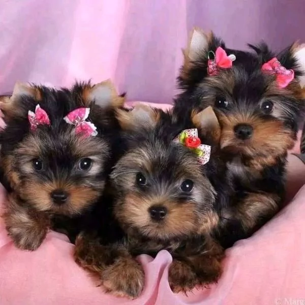 Cuccioli di Yorkie di razza pura maschi e femmine sani disponibili per l'adozione, x