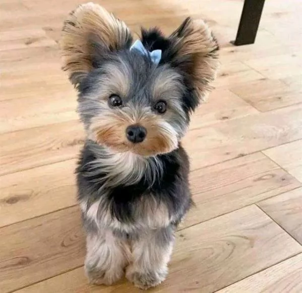 Cuccioli di Yorkie di razza pura maschi e femmine sani disponibili per l'adozione, 