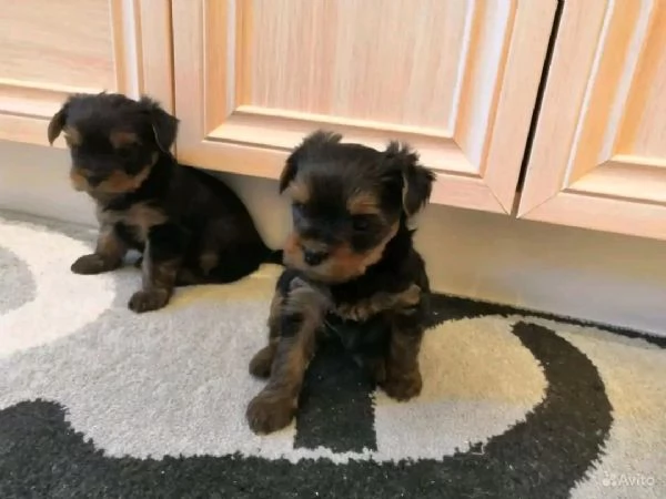 Cuccioli di Yorkie di razza pura maschi e femmine sani disponibili per l'adozione, v