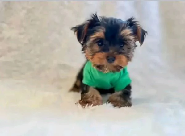 Cuccioli di Yorkie di razza pura maschi e femmine sani disponibili per l'adozione, 