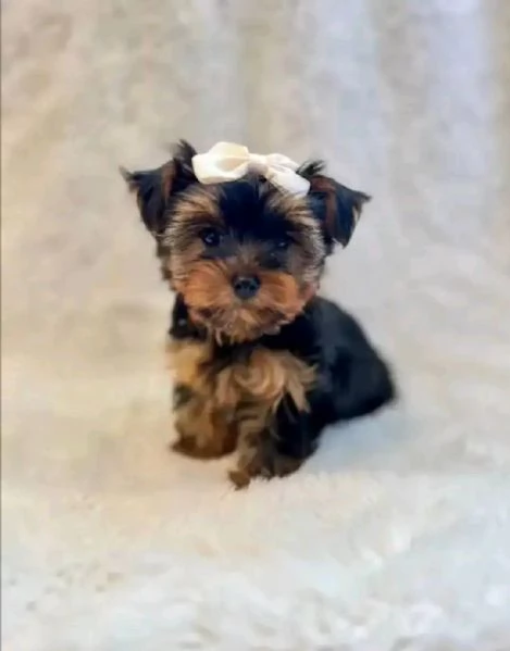 Cuccioli di Yorkie di razza pura maschi e femmine sani disponibili per l'adozione, sono a casa e han