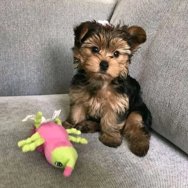 Cuccioli di Yorkie di razza pura maschi e femmine sani disponibili per l'adozione, | Foto 0