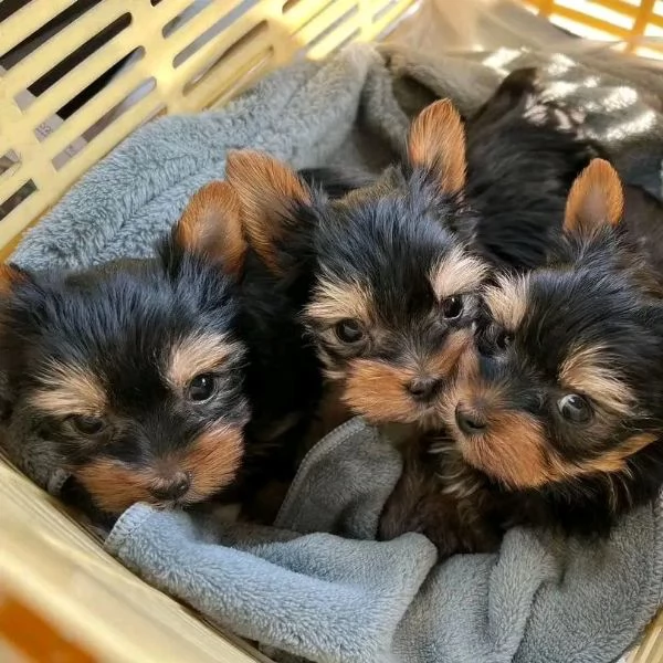 Cuccioli di Yorkie di razza pura maschi e femmine sani disponibili per l'adozione,