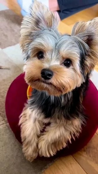 Cuccioli di Yorkie di razza pura maschi e femmine sani disponibili per l'adozione, sono a casa e han