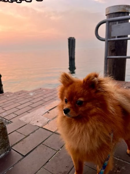 MONTA SPITZ DI POMERANIA | Foto 6