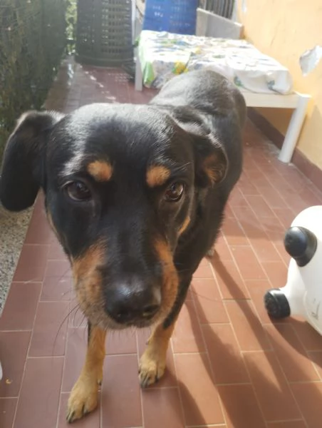 Regalo cane femmina  | Foto 0