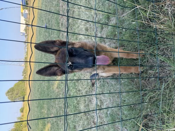 Allevamento Von Layut “cuccioli disponibili” | Foto 3