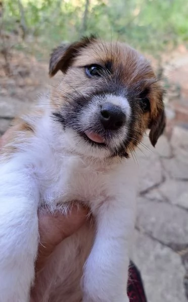 Vendita Cuccioli Jack Russel Broken pelo lungo con pedigree  | Foto 3