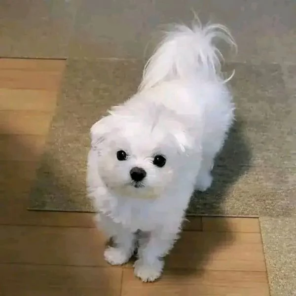 Cuccioli di Maltese Teacup di qualità migliore