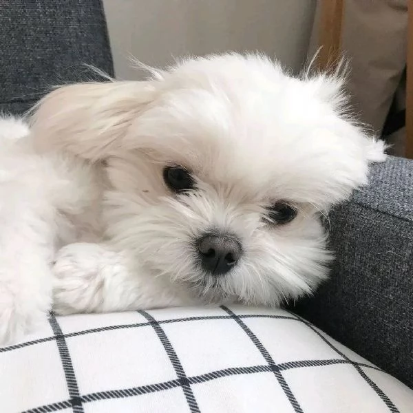 Cuccioli di Teacup Maltese affascinanti in adozione