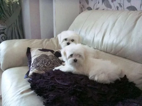 Adorabili cuccioli di maltese Teacup