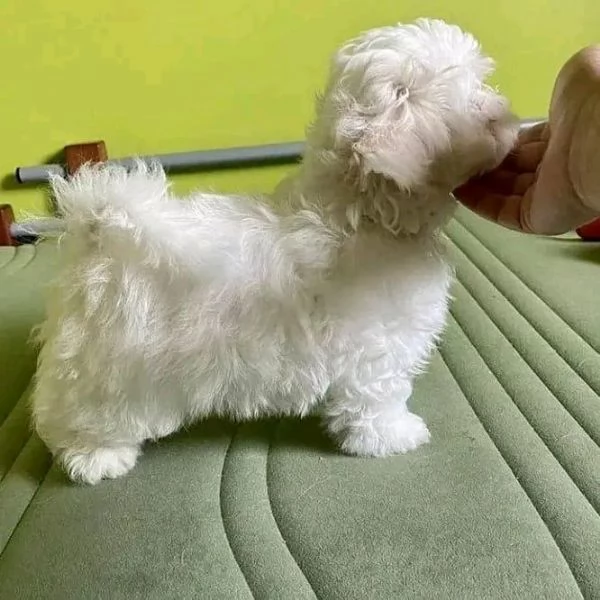 Cuccioli affascinanti di Maltese Teacup maschio e femmina