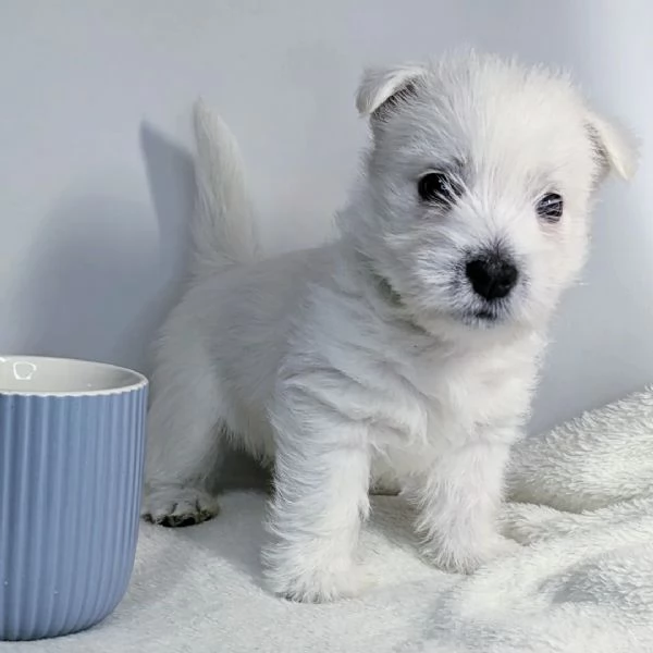 West Highland white Terrier 