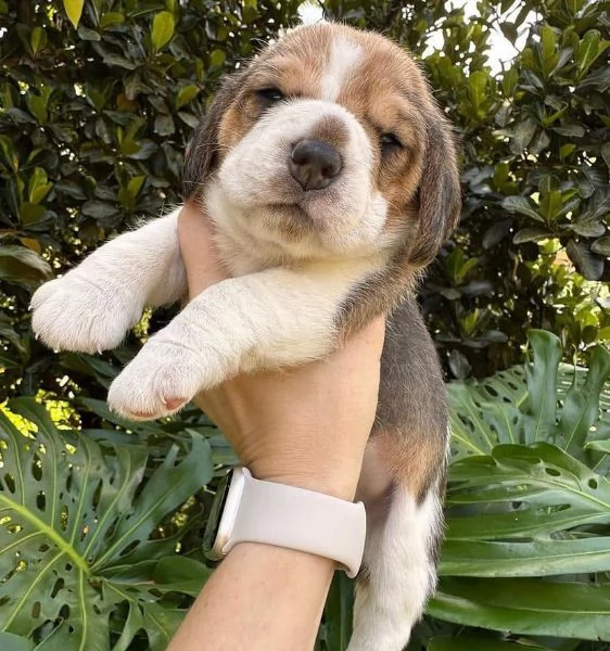 Dolci cuccioli di Beagle maschi e femmine!!