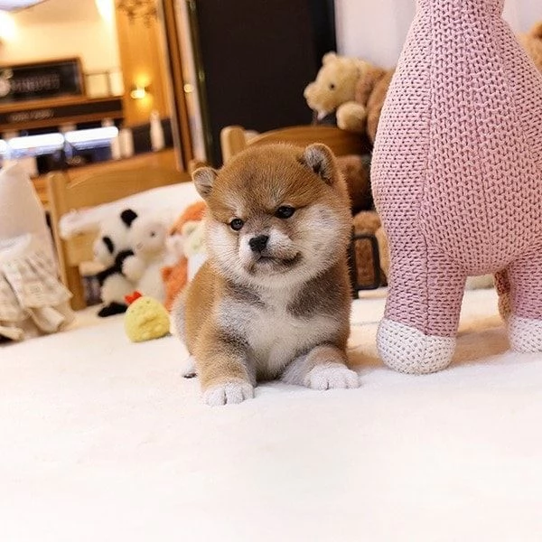 Shiba Inu 