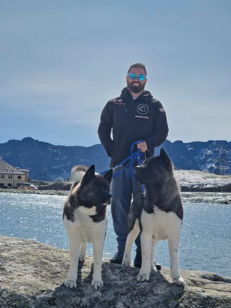 cuccioli di akita americano altissima genealogia | Foto 2