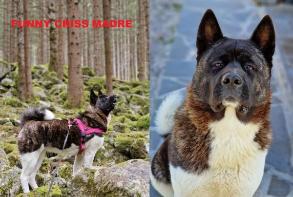 cuccioli di akita americano altissima genealogia | Foto 0