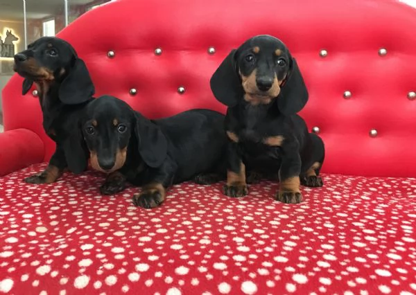 Regalo splendidi cuccioli di Bassotto allevati in casa | Foto 1