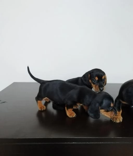 Regalo splendidi cuccioli di Bassotto allevati in casa | Foto 0